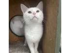 Adopt Oliver a Domestic Short Hair