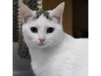 Adopt Storm a Domestic Short Hair