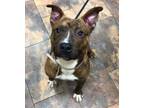 Adopt Oak a Pit Bull Terrier, Mixed Breed