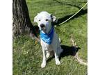 Adopt Coda a Great Pyrenees