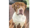 Adopt Tony a Boxer, Pit Bull Terrier
