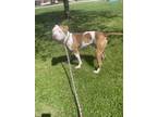 Adopt BERNARDO a Pit Bull Terrier