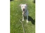 Adopt FIDGET a Pit Bull Terrier, Mixed Breed