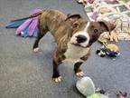 Adopt JACUZZI a Pit Bull Terrier, Mixed Breed