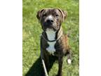 Adopt MAJOR a Pit Bull Terrier, Mixed Breed