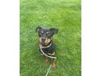 Adopt CREED a Rottweiler, Mixed Breed