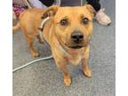 Adopt LEROY a Beagle, Mixed Breed