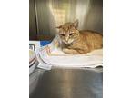 Adopt Dominic a Domestic Short Hair