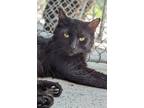 Adopt Stingray a Domestic Long Hair, Domestic Short Hair