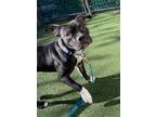 Adopt Lennon a Pit Bull Terrier, Mixed Breed