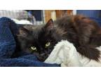 Adopt Santana a Domestic Long Hair