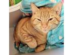 Adopt Red Ryder a Tabby, Domestic Short Hair