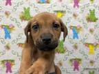 Adopt Phoenix a Mixed Breed