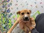 Adopt Buddy Waters a Mixed Breed