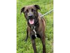 Adopt Bob a Labrador Retriever