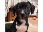 Adopt Kade a Pit Bull Terrier