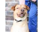 Adopt Rolo a Mixed Breed