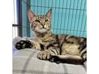 Adopt Ford a Domestic Short Hair