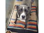 Adopt Pete a Pit Bull Terrier, Labrador Retriever