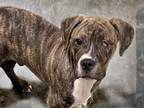 Adopt WILLY a Boxer, Mixed Breed