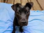 Adopt ASH a Pit Bull Terrier, Mixed Breed