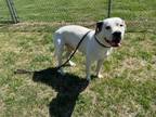 Adopt ACE a Staffordshire Bull Terrier, Mixed Breed