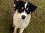 Adopt TRAE a Border Collie, Mixed Breed