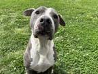 Adopt BONKS a Pit Bull Terrier, Mixed Breed