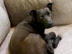 Adopt MALIK a Patterdale Terrier / Fell Terrier, Mixed Breed