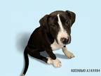 Adopt GERONIMO a Pit Bull Terrier, Mixed Breed