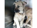 Adopt A428755 a Black Mouth Cur