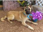 Adopt A429069 a German Shepherd Dog, Mixed Breed