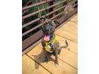 Adopt ZIPPY a Pit Bull Terrier, Mixed Breed