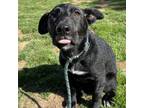 Adopt Landon a Retriever, Border Collie