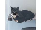 Adopt Peter a Domestic Short Hair