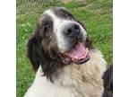 Adopt George a Newfoundland Dog