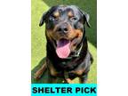 Adopt Max a Rottweiler, Mixed Breed