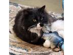 Adopt Pepe Le Pew a Domestic Long Hair