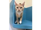 Adopt Simba a Domestic Short Hair