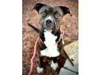 Adopt LUCIUS a Pit Bull Terrier