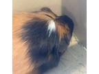 Adopt Truffle a Guinea Pig