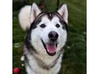 Adopt Rocky a Alaskan Malamute