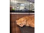 Adopt Ney a Domestic Medium Hair, Domestic Short Hair