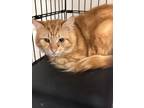 Adopt Hill a Domestic Medium Hair, Domestic Short Hair