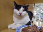 Adopt Banzai a Domestic Short Hair