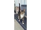 Adopt Zuki a Domestic Short Hair