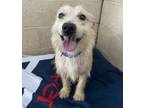 Adopt Buster a Mixed Breed