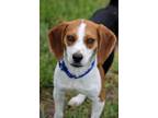 Adopt Winston fka Donald a Beagle, Mixed Breed