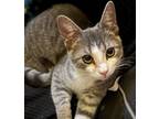 Adopt Mako a Domestic Short Hair