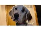 Adopt Available - Gadget a English Setter